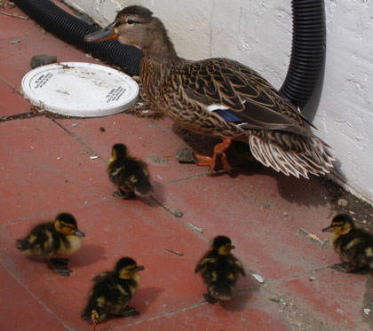 Photo of Duck Family copyright 2004 Owen Linderholm