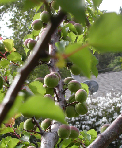 Spring apricots copyright 2005 Owen Linderholm