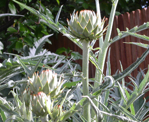 Spring artichokes copyright 2005 Owen Linderholm