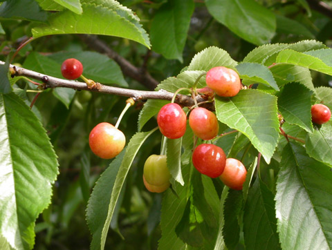 Spring Cherries copyright 2005 Owen Linderholm