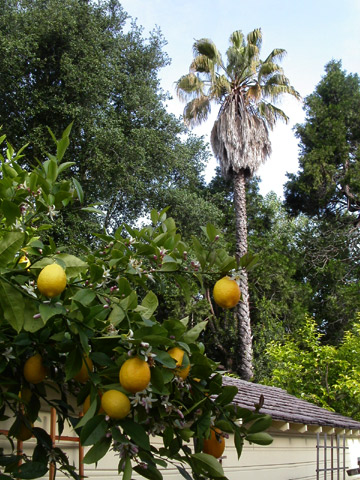 Spring lemons copyright 2005 Owen Linderholm