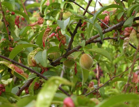 Spring peaches copyright 2005 Owen Linderholm