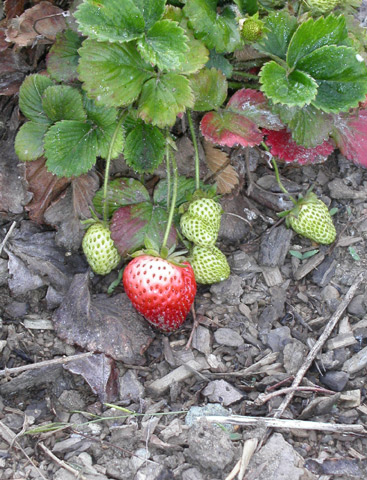 Spring strawberry copyright 2005 Owen Linderholm